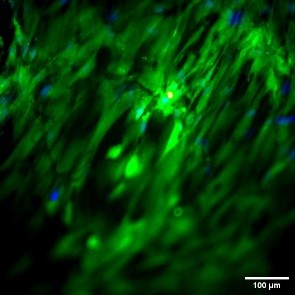 Dental pulp stem cells seeded on a volumetrically printed READYPCL INX construct, printed with Readily3D’s Tomolite v2.0