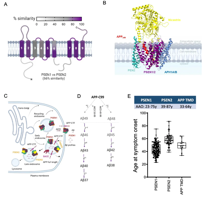 Model that predicts onset of Alzheimer’s disease