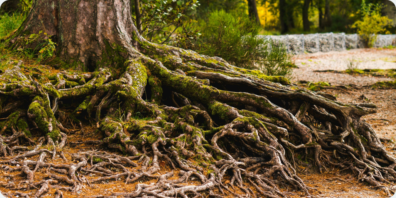 Tree roots