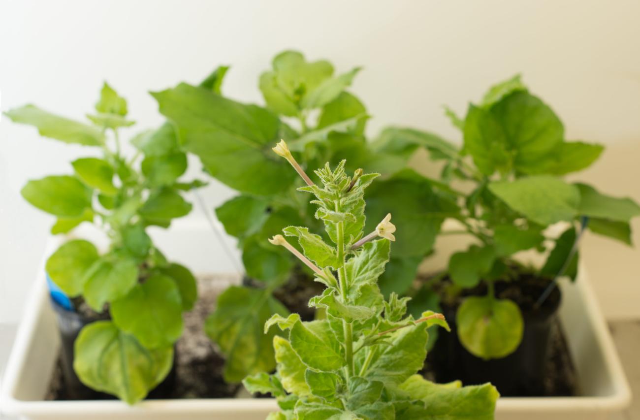 Biotech company SwiftPharma receives capital injection to achieve ambitious growth