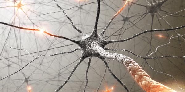 Latest Neuropixels probes can track neurons over weeks