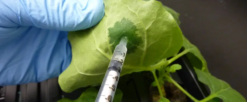 SwiftPharma and AntoXa Corporation sign exclusive collaboration agreement to support the development and commercialization of a plant-made antibody against ricin exposure