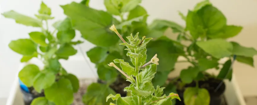 Biotech company SwiftPharma receives capital injection to achieve ambitious growth